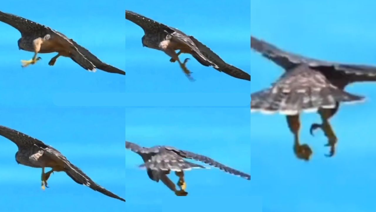 Life Lesson: The Mastery Behind the Majestic Flight