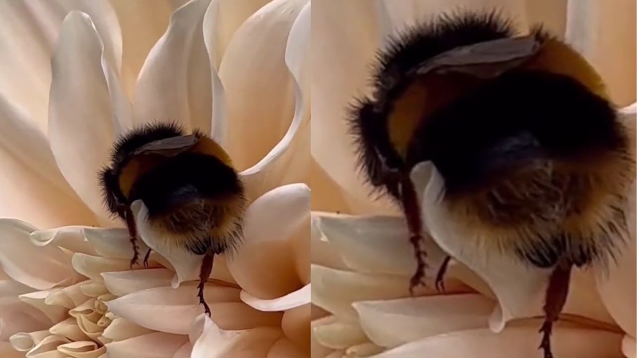 Does This Remind You of Anything? A Tired Bee Rests Inside a Flower