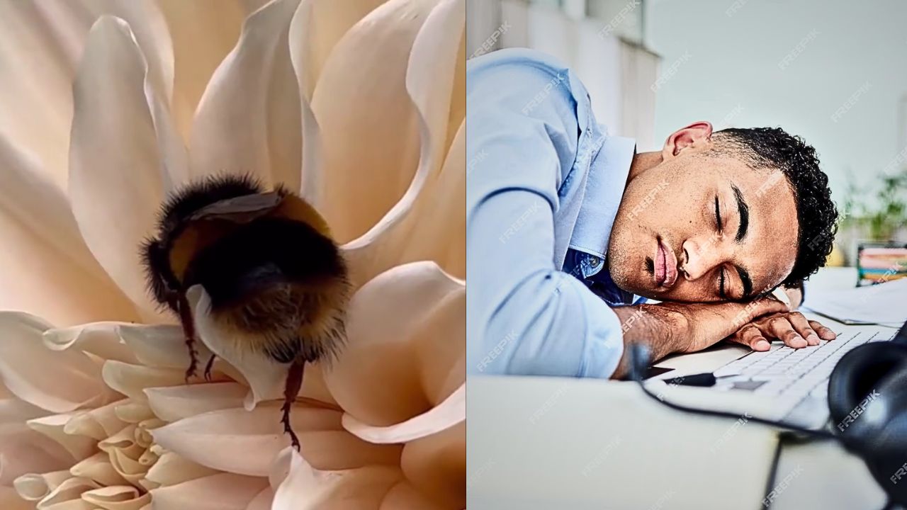Does This Remind You of Anything? A Tired Bee Rests Inside a Flower