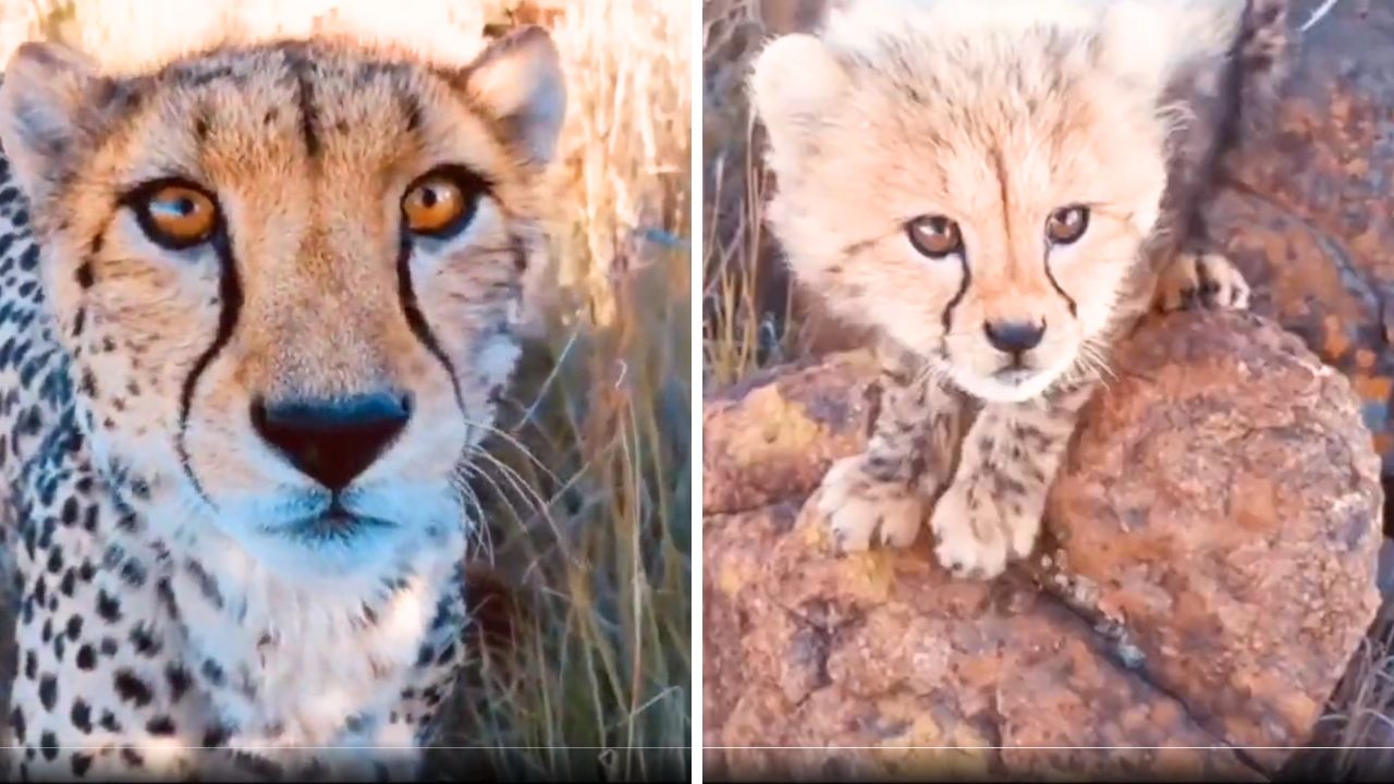Rare Encounter: Cheetah Mother Introduces Her Cubs to Lucky Photographer
