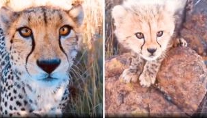 Rare Encounter: Cheetah Mother Introduces Her Cubs to Lucky Photographer