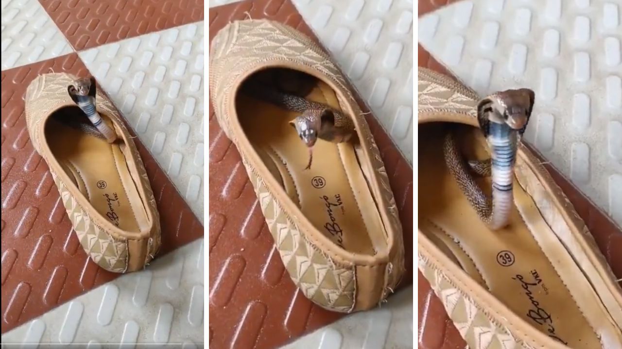 Beware as Monsoon Season Ends: Cobra Takes Shelter in House