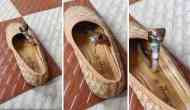 Monsoon Horror: Cobra hides in shoe, ready to strike