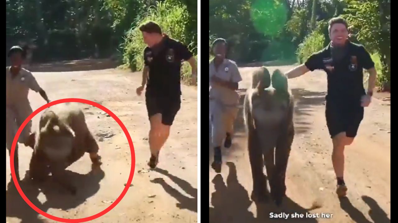 Video: Life lesson from this baby elephant