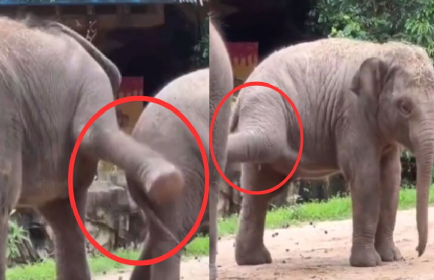Heartwarming Elephant Playtime Goes Viral: Adorable Siblings Playfully Tussle