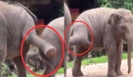 Heartwarming Elephant Playtime Goes Viral: Adorable Siblings Playfully Tussle