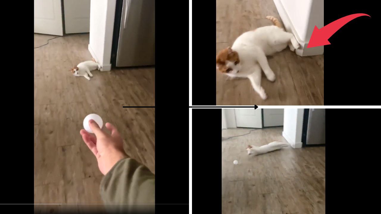 Clever Cat's Surprise Move in Funny Home Video!