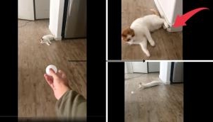 Clever Cat's Surprise Move in Funny Home Video!
