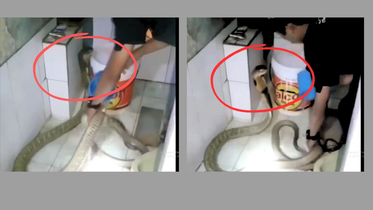 King Cobra Bathing: A Slithery Debate Uncoiled