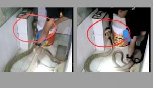 King Cobra Bathing: A Slithery Debate Uncoiled