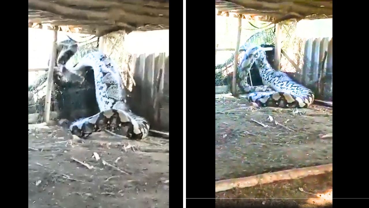 Shocking Video: Massive Python Trapped