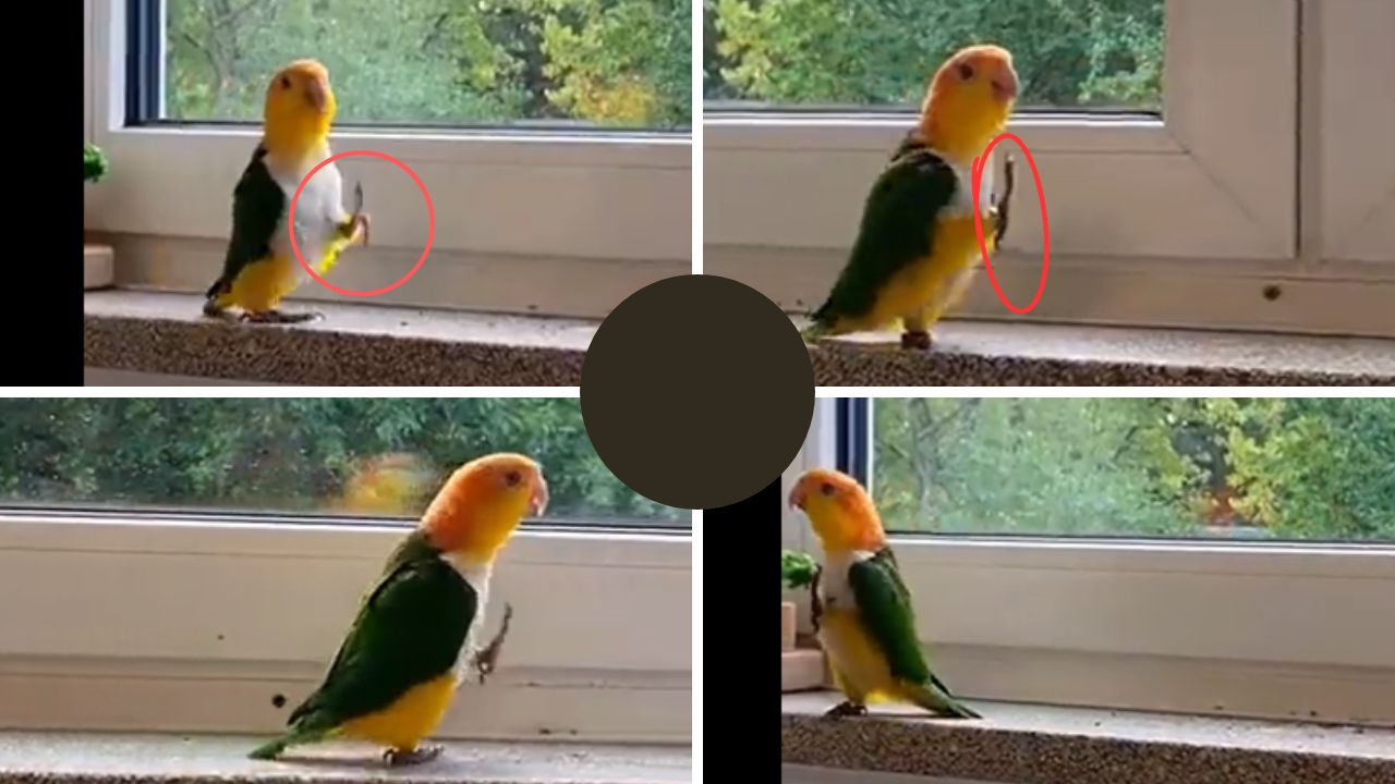 Video: Parrot Mimics Soldier's March