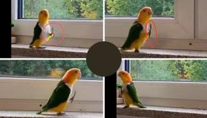 Amazing Video: Parrot Mimics Soldier's March