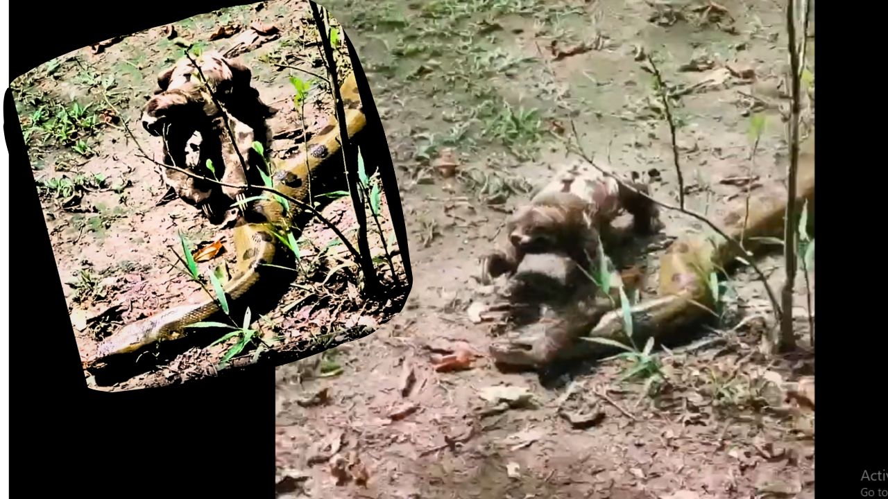 Incredible Video: Fearless Sloth Crosses Paths with Anaconda