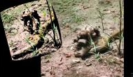 Incredible Video: Fearless Sloth Crosses Paths with Anaconda