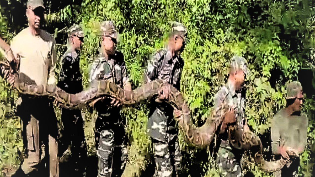 100kg python rescued in Assam's Udalguri district