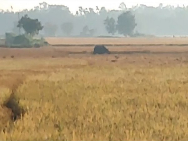 Assam: Rhinoceros spotted wandering in village 