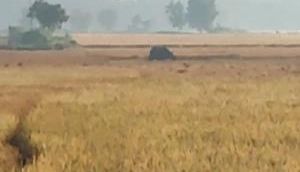 Assam: Rhinoceros spotted wandering in village 