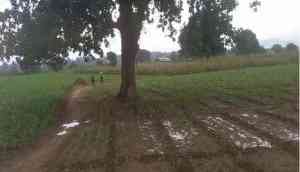 Gujarat: 24 people killed in lightning strikes amid unseasonal rainfall