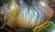 Tiger that killed 50-year old woman, captured in Hediyala