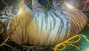 Tiger that killed 50-year old woman, captured in Hediyala