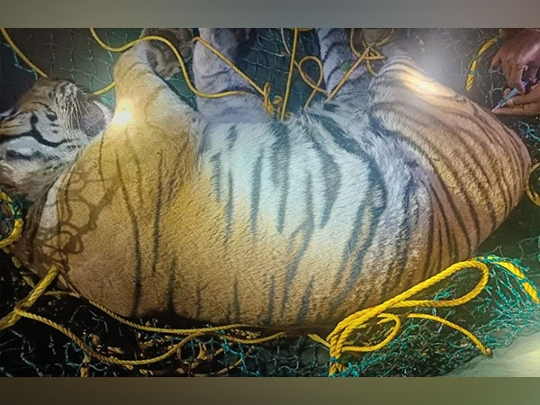 Tiger that killed 50-year old woman, captured in Hediyala