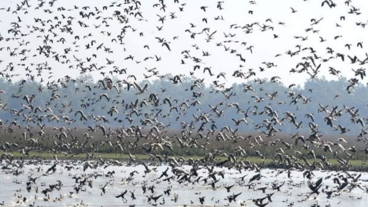 Assam: Pobitora Wildlife Sanctuary welcomes early surge of migratory birds