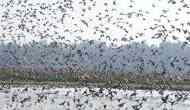 Assam: Pobitora Wildlife Sanctuary welcomes early surge of migratory birds