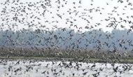 Assam: Pobitora Wildlife Sanctuary welcomes early surge of migratory birds