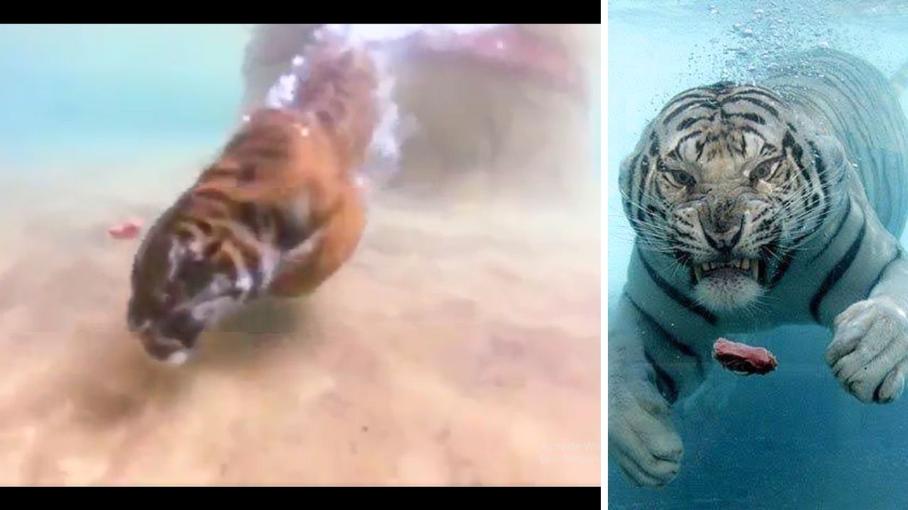 The Marvelous Swimming Abilities of Tigers: A Natural Wonder