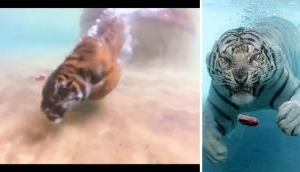 The Marvelous Swimming Abilities of Tigers: A Natural Wonder