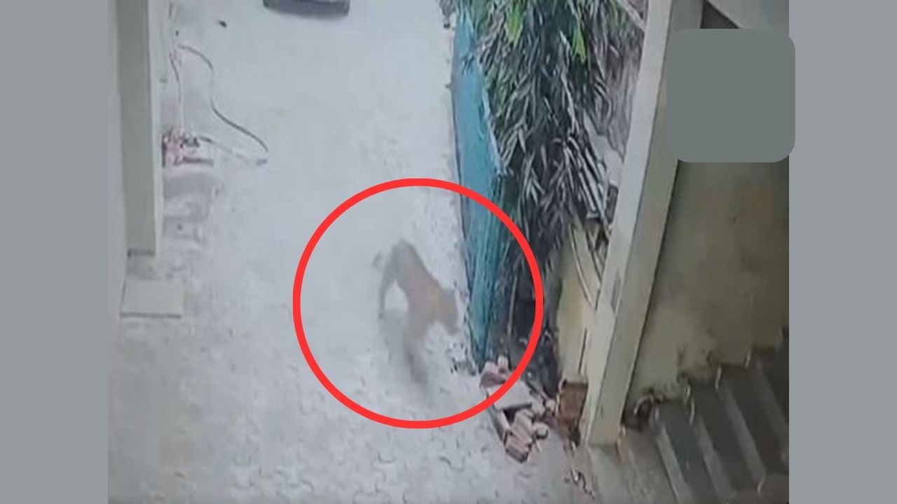 Gurugram: Leopard enters residential area, injures one