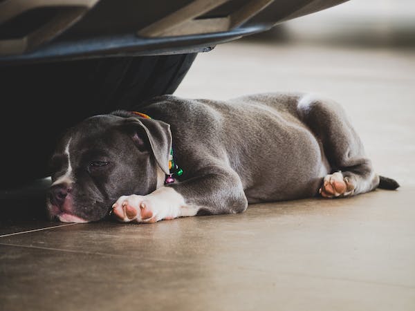 Delhi: American Bully dog critically injures 7-year-old girl 