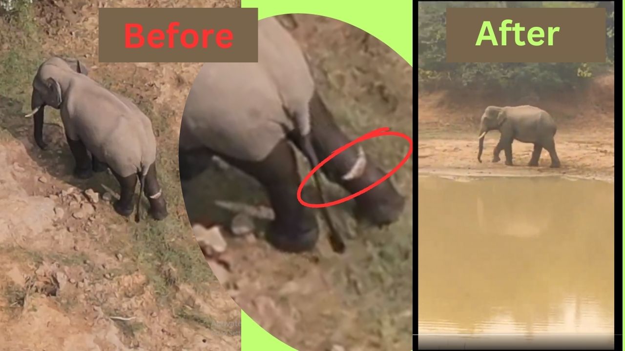 Rescues and Recoveries: Nandankanan Zoological Park's compassionate triumphs 