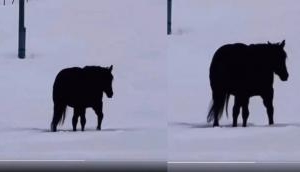 Illusion: Is the Horse Walking Towards Us or Away?