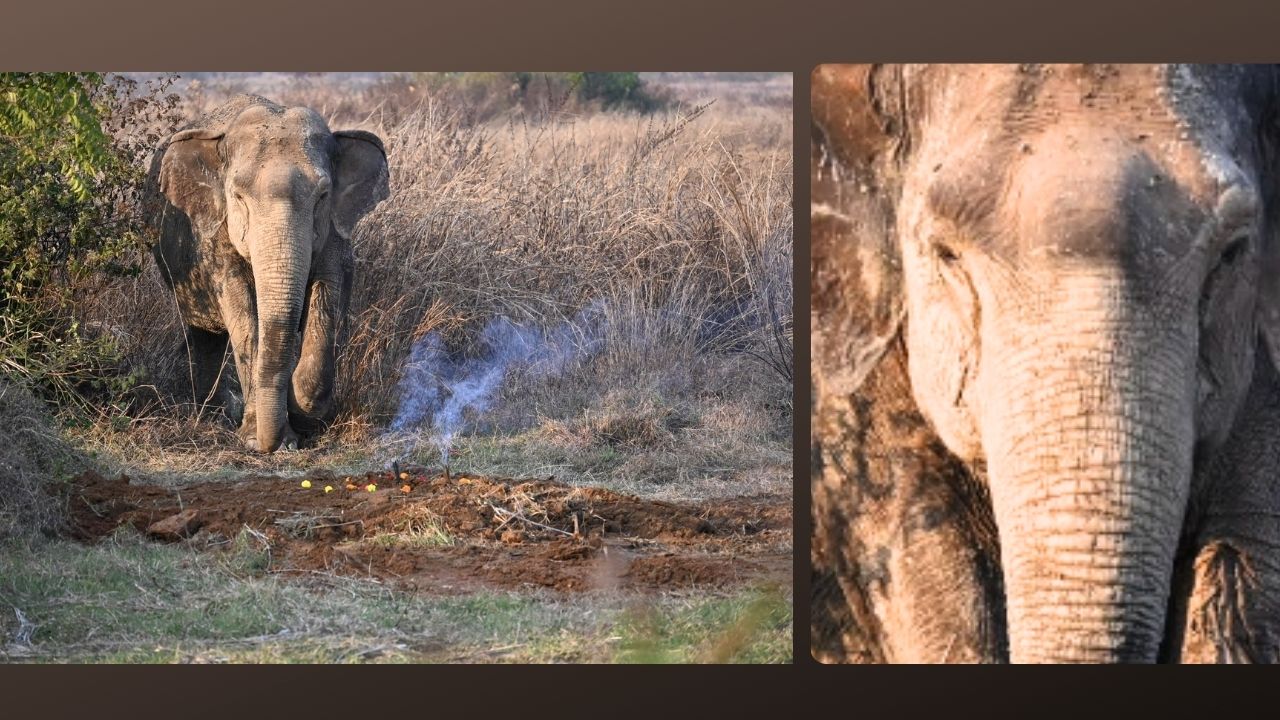 A Heartbreaking Tale of an Elephant's Loss