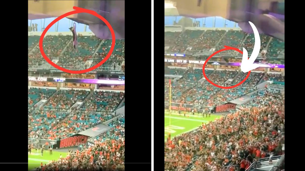 Fans Save Falling Cat with American Flag at Miami Football Game