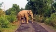 Kerala: Man dies in wild elephant attack in Wayanad