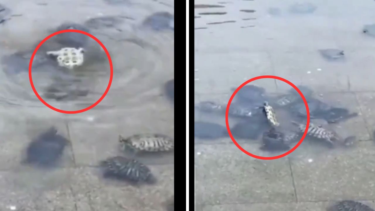 Flipping the Script: Turtles Teach Us Why Trustworthy Friends Are Essential