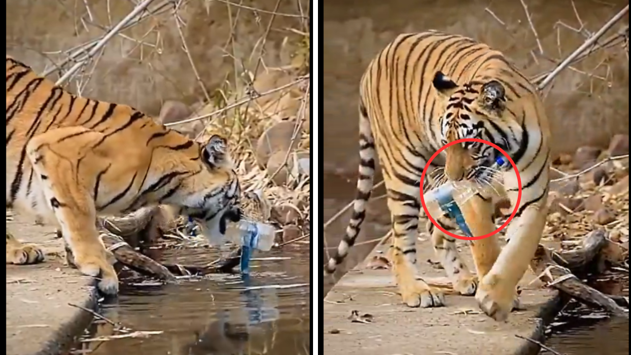 Tiger Tidying Up: Our Trash, Their Trouble 