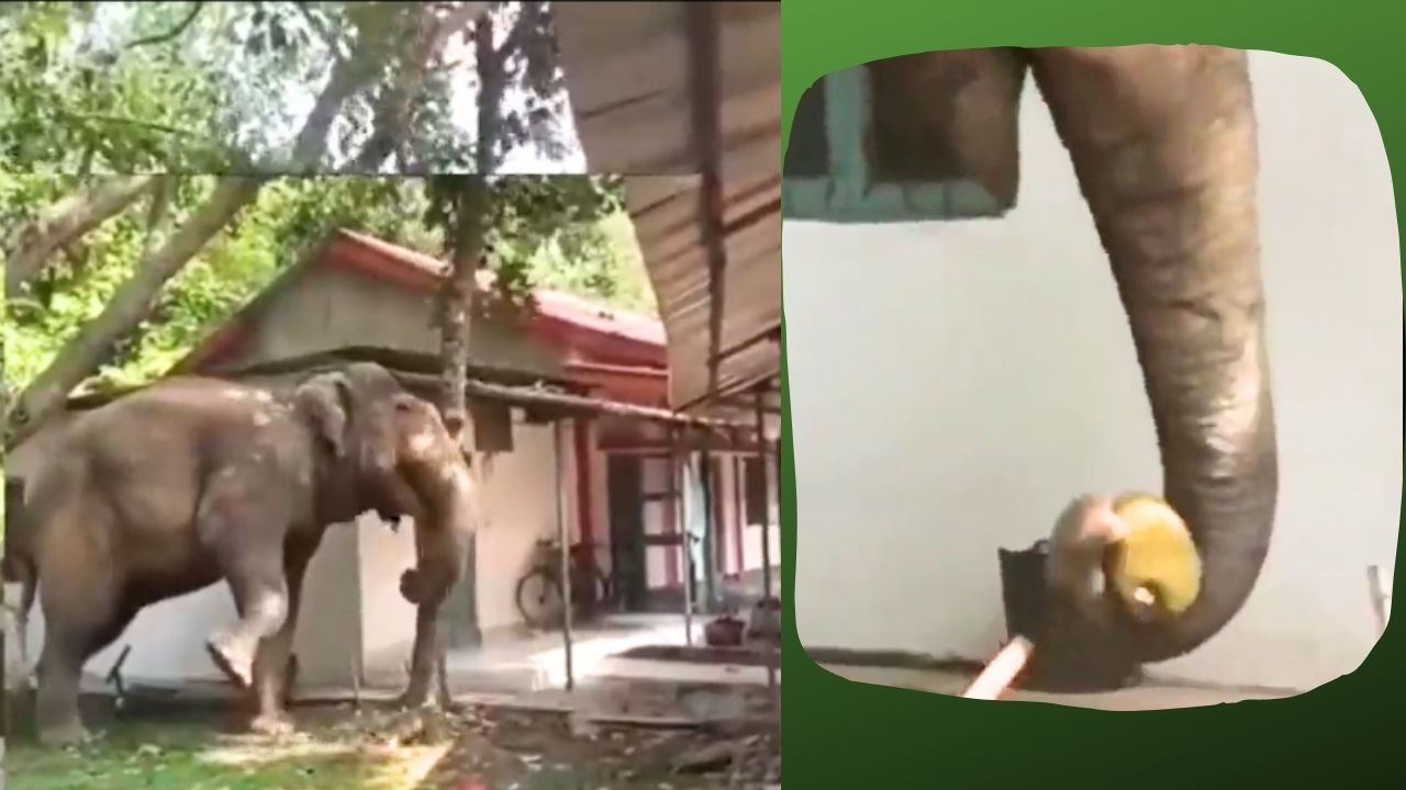 Delicate Touch: Elephant Showcases Sustainable Harvesting in Assam