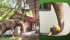 Delicate Touch: Elephant Showcases Sustainable Harvesting in Assam