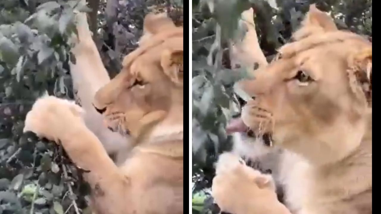 Lions Go Veg? A Roaring Surprise Unveiled!