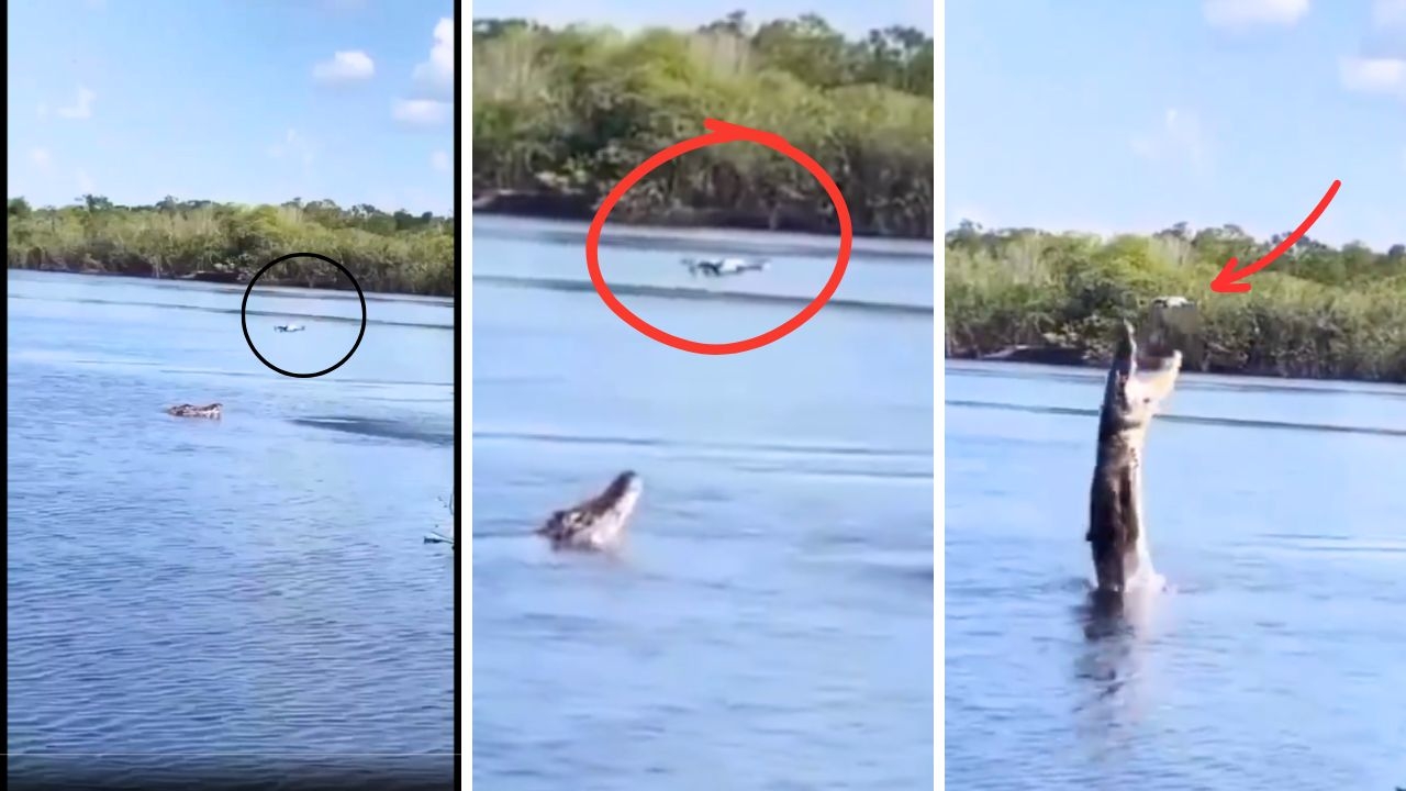 Shocking Video: Crocodile Leaps at Drone, Stuns Viewers!