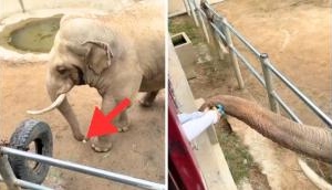 Video: Know what happens when child's shoe falls into elephant enclosure