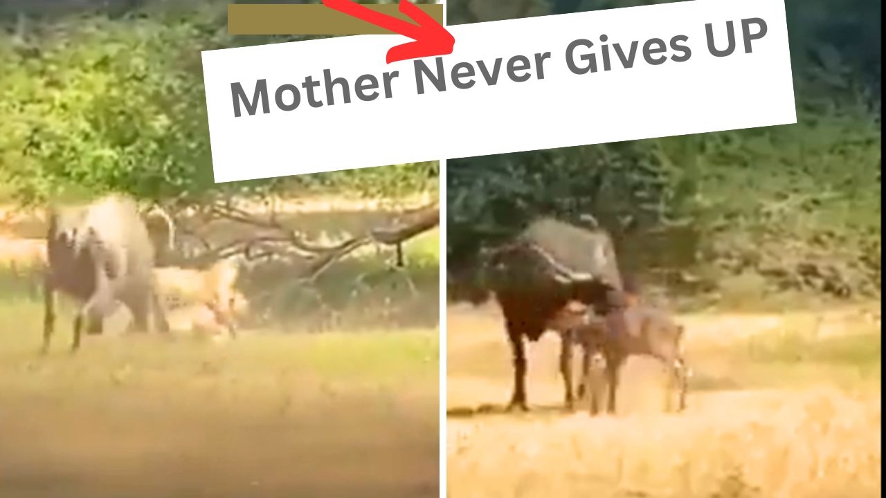 Mother's Determination: Buffalo's Bold Fight Against Cheetah to Save Calf