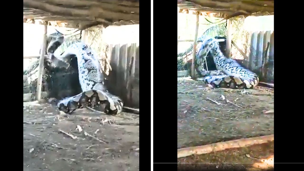  Shocking Video: Massive Serpent Caught After Consuming Baited Animal