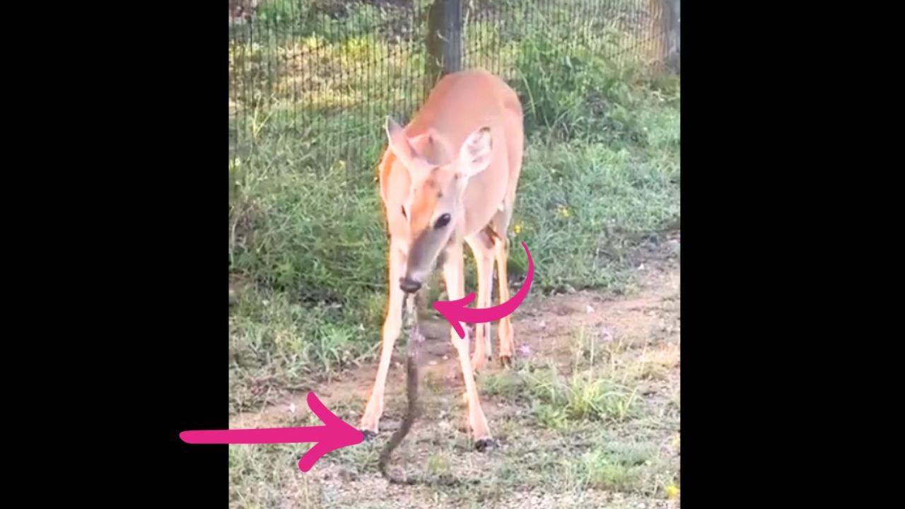 Unexpected Video Unveils Nature's Jaw-Dropping Moment!