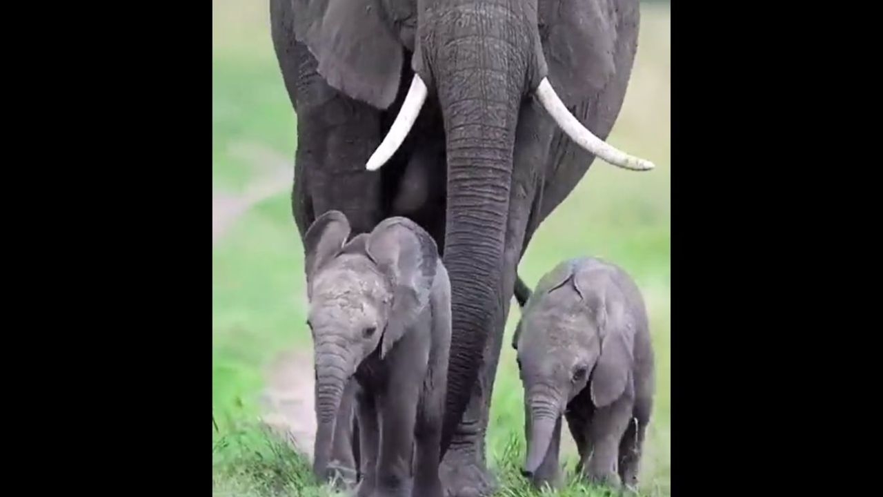 Elephant Twins Walk with Mom in Rare Family Moment