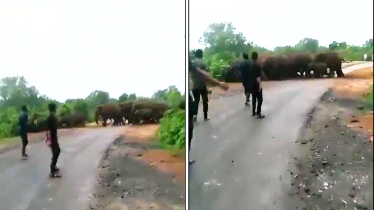 Watch with Audio On: Disturbing Harassment of Elephant Herds
